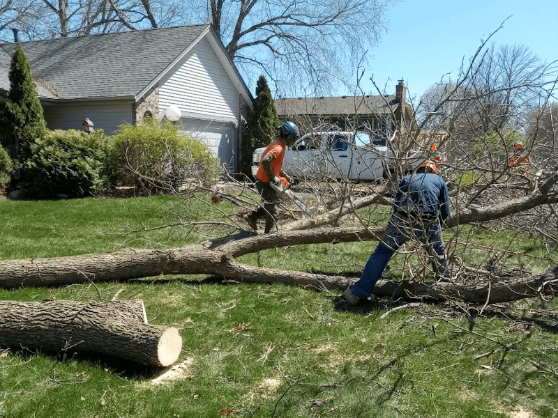 Tree Removal and cutting